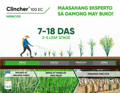 clincher timing of application